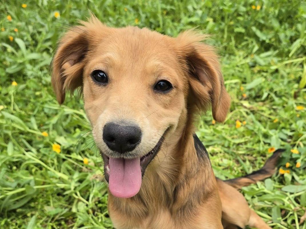 Adozione cane, femmina, Razza sconosciuta Razza sconosciuta, 2 mesi, taglia media, Bari