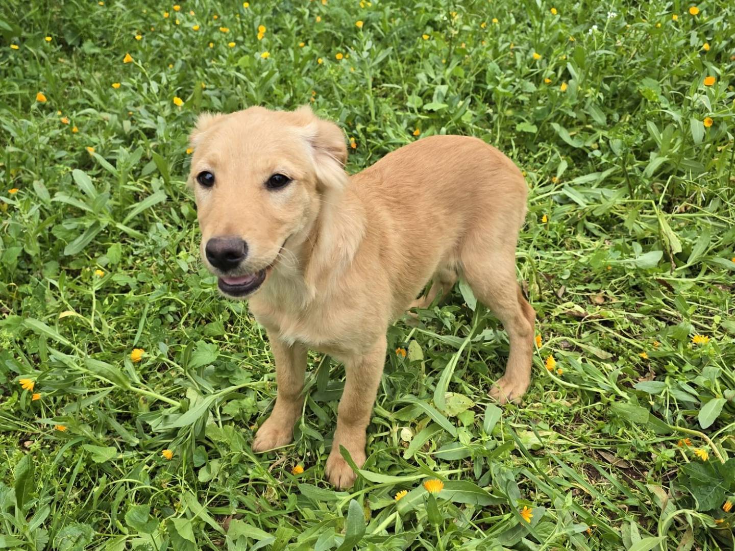 Adotta un cane, femmina, 2 mesi, Bari