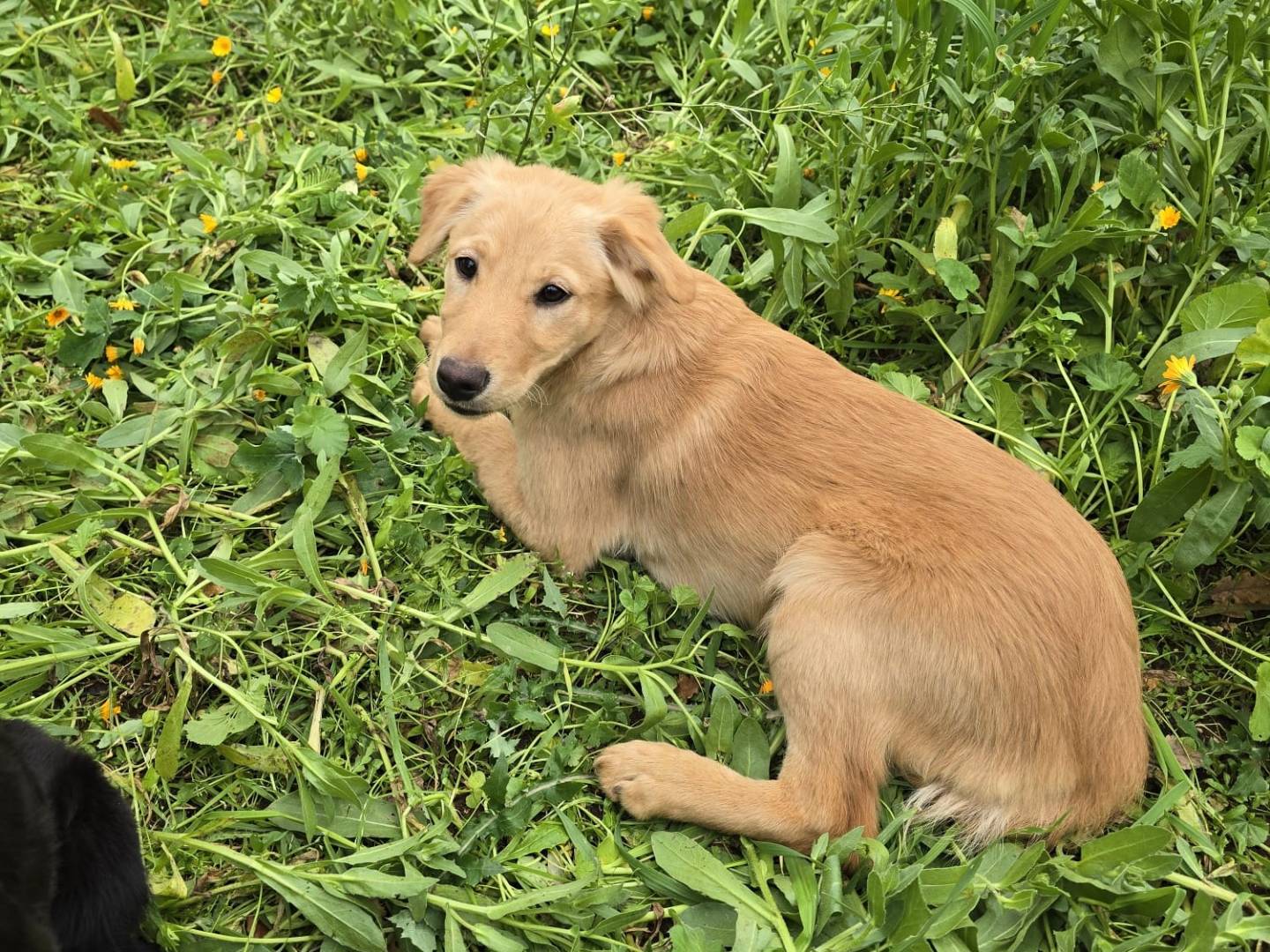 Adotta un cane, taglia media, femmina, Bari