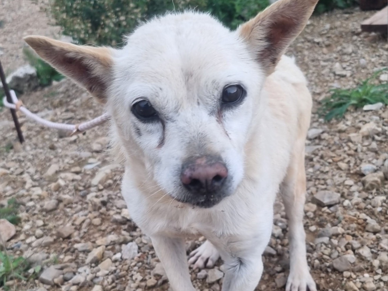 Adozione cane, maschio, Razza sconosciuta Razza sconosciuta, 7 anni, taglia piccola, Latina