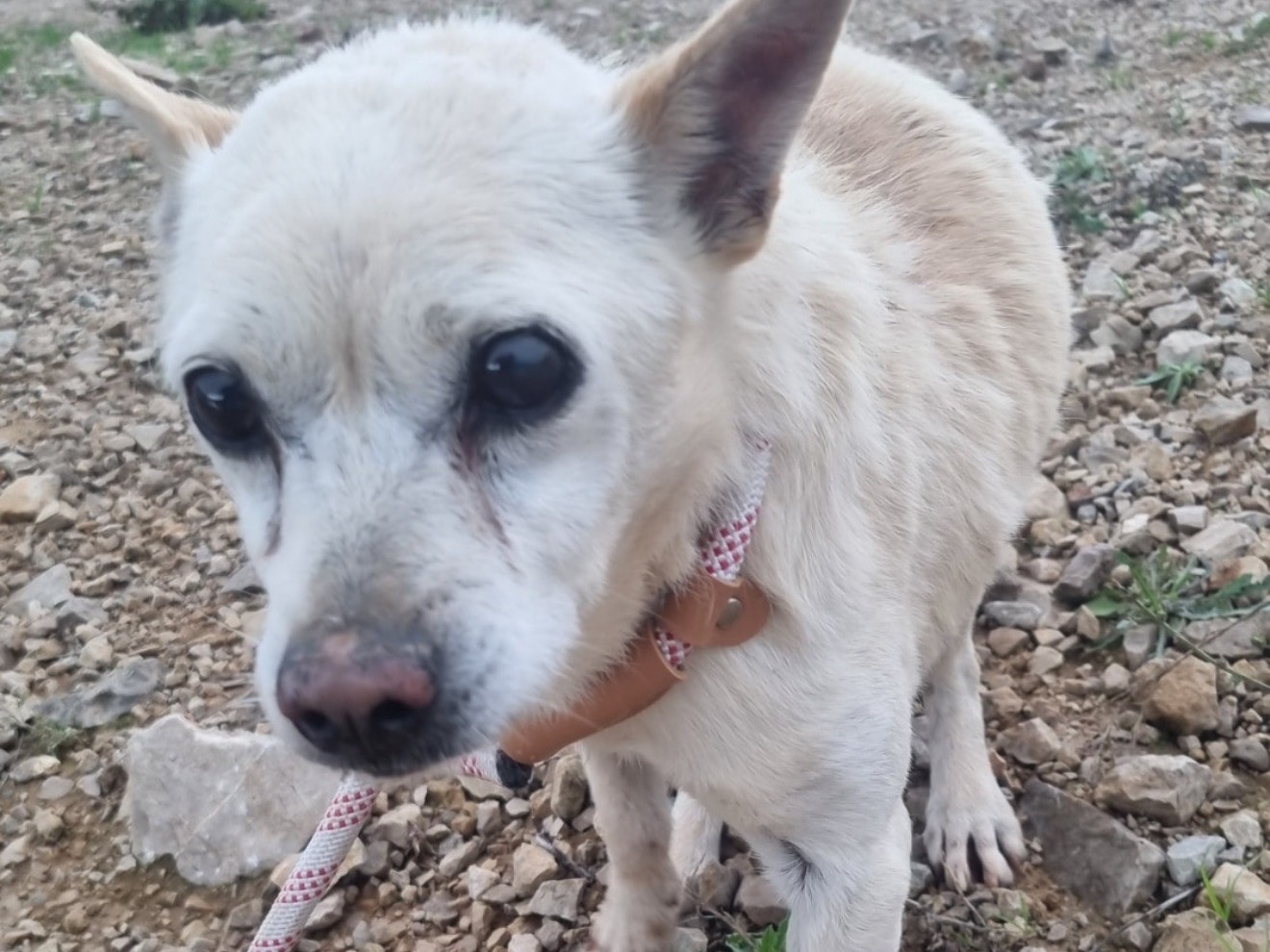 Adotta un cane, maschio, 7 anni, Latina