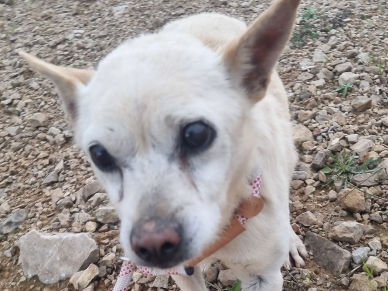 Adotta un cane, taglia piccola, maschio, Latina