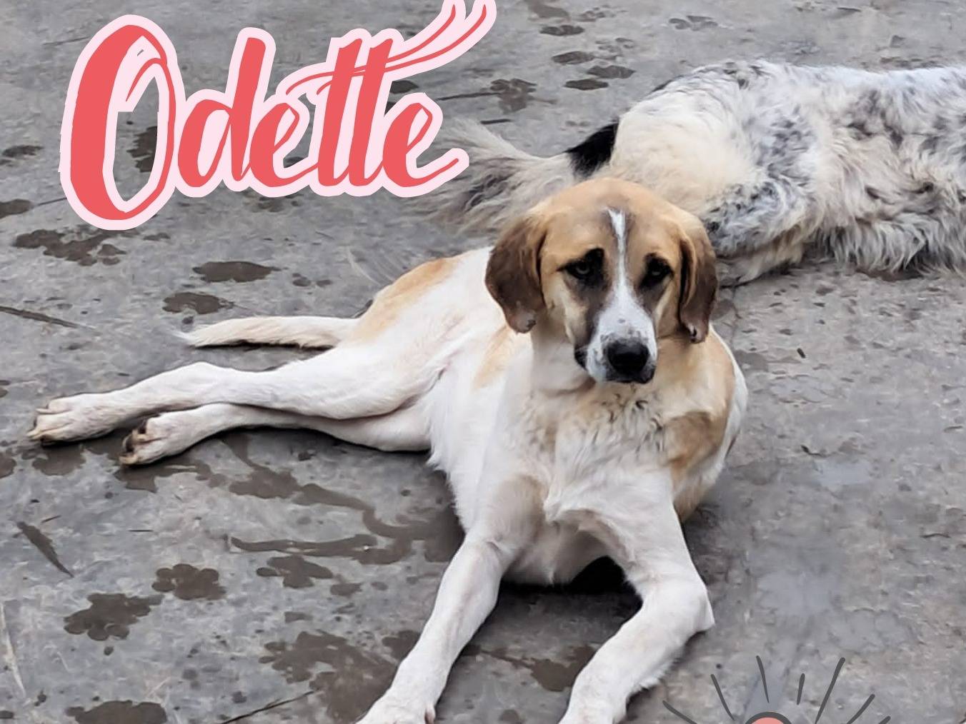 Adozione cane, femmina, Razza sconosciuta Razza sconosciuta, 2 anni, taglia media, Torino