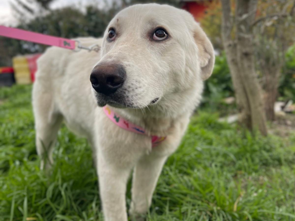 Adozione cane, maschio, Razza sconosciuta Razza sconosciuta, 1 anno e 11 mesi, taglia grande, Avellino