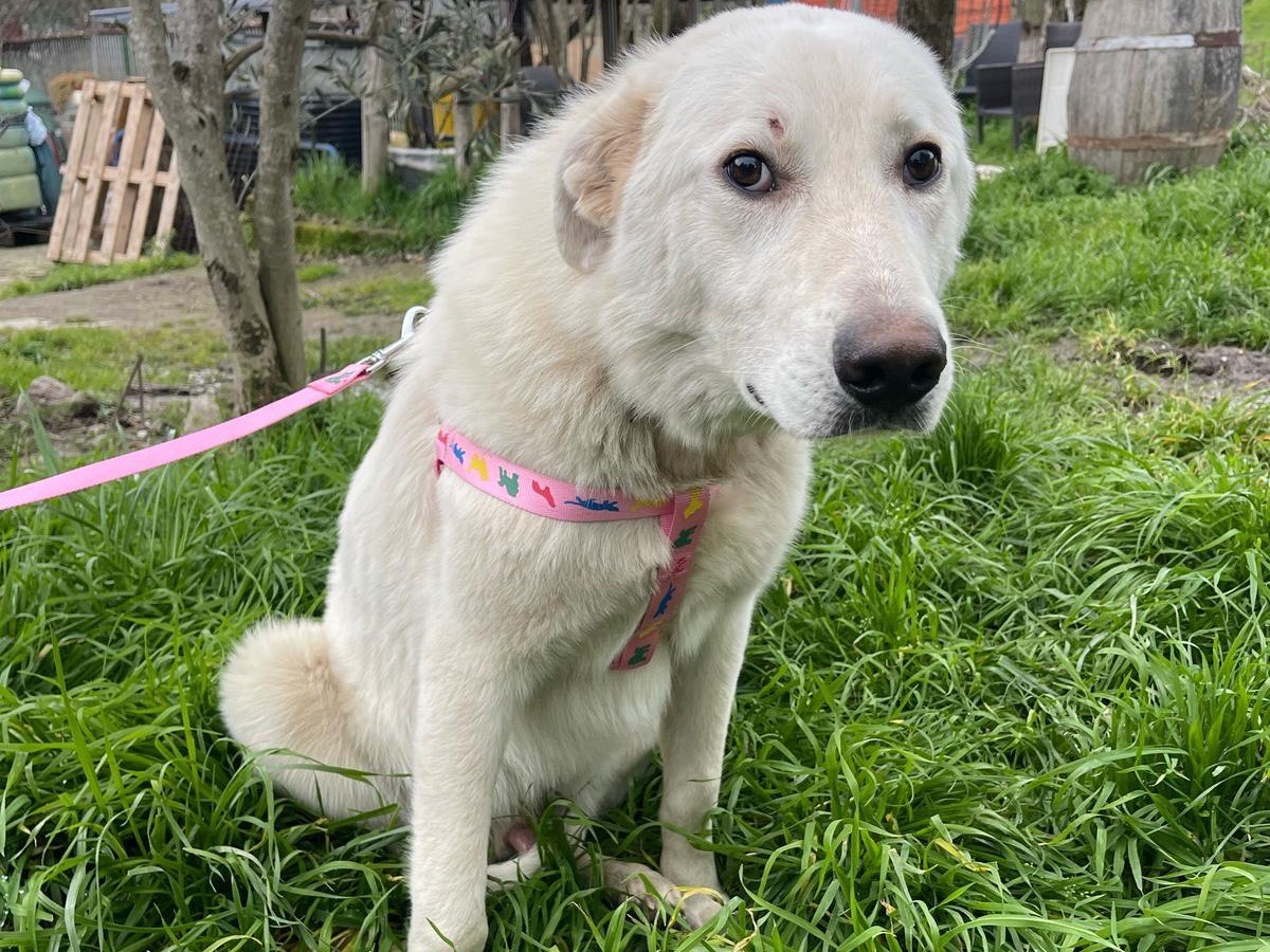 Adotta un cane, maschio, 1 anno e 11 mesi, Avellino