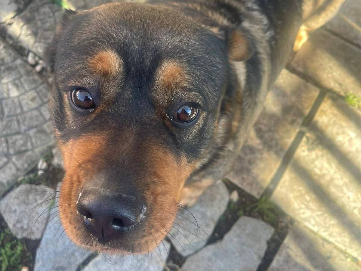 Adozione cane, femmina, Rottweiler Razza sconosciuta, 4 anni, taglia gigante, Frosinone
