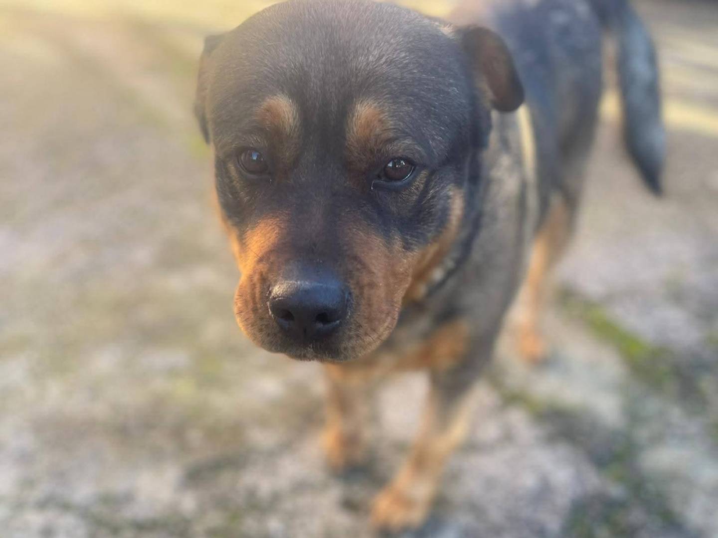 Adotta un cane, femmina, 4 anni, Frosinone