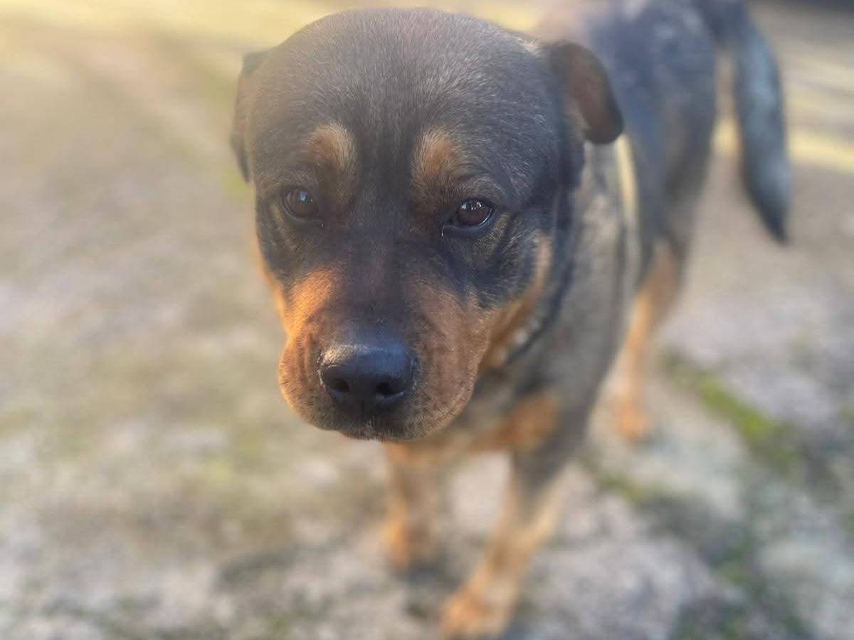 Adotta un cane, taglia gigante, femmina, Frosinone