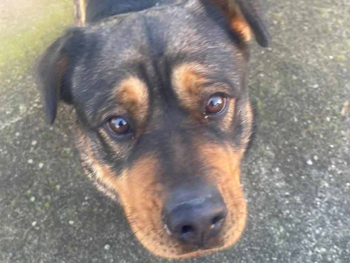 Vuoi adottare un cane a Frosinone?