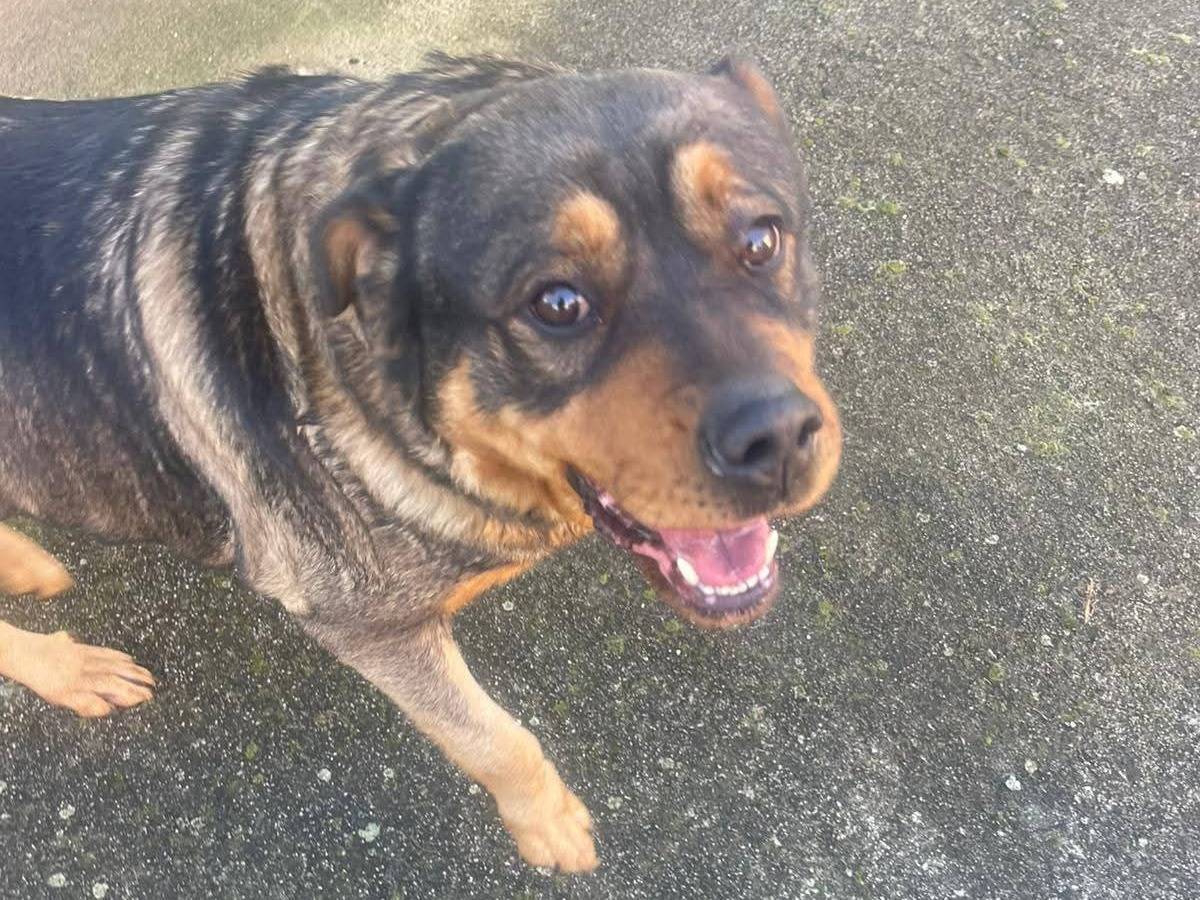 Adotta il cane Kelly a Frosinone