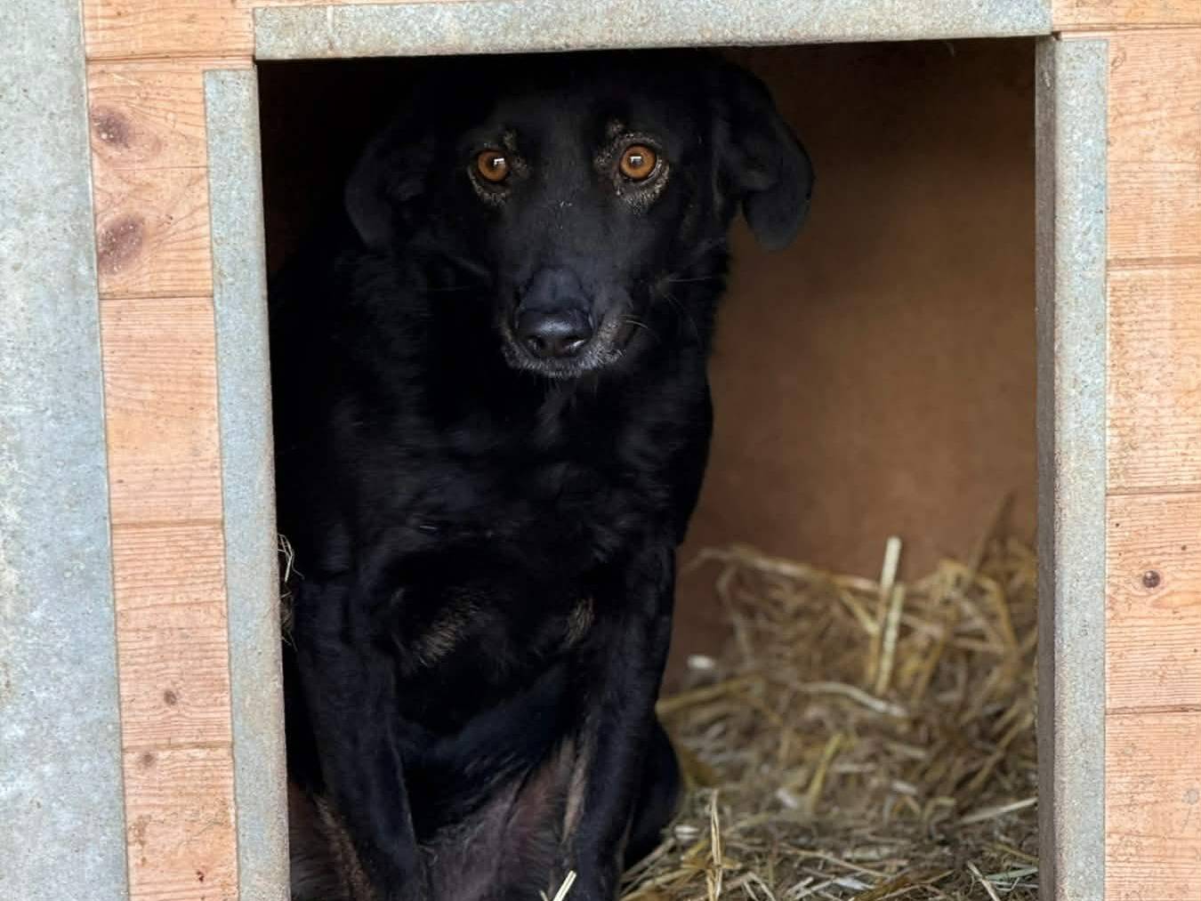 Adotta il cane STELLA a Firenze