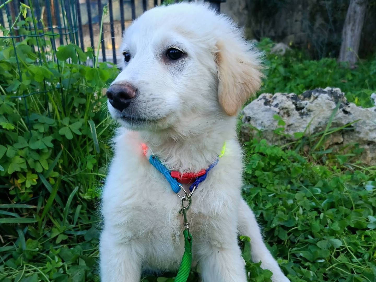 Adotta un cane, maschio, 3 mesi, Siracusa