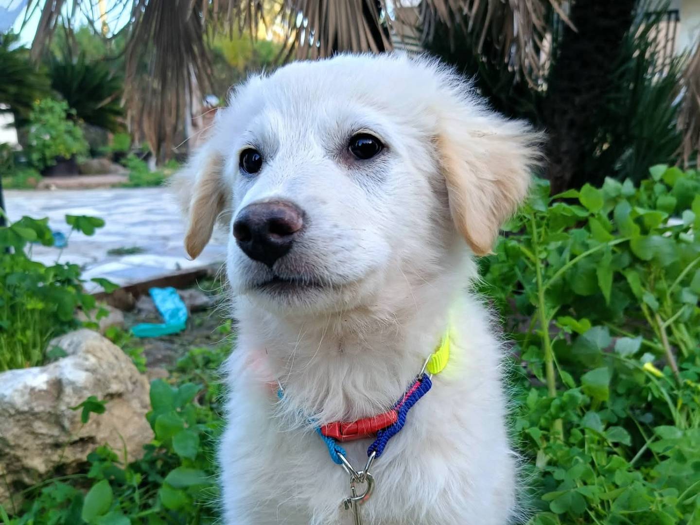 Adotta un cane, taglia grande, maschio, Siracusa