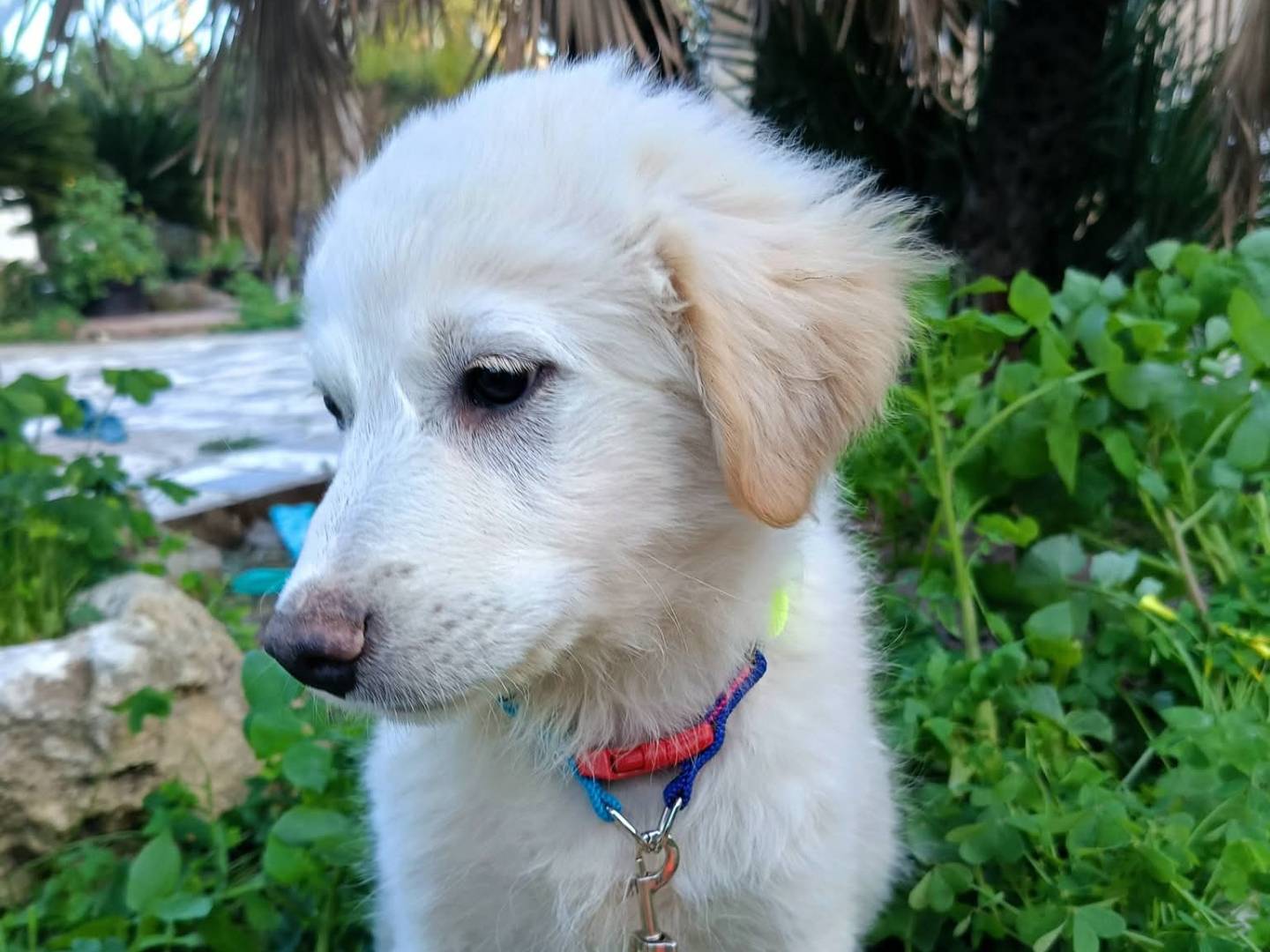 Vuoi adottare un cane a Siracusa?