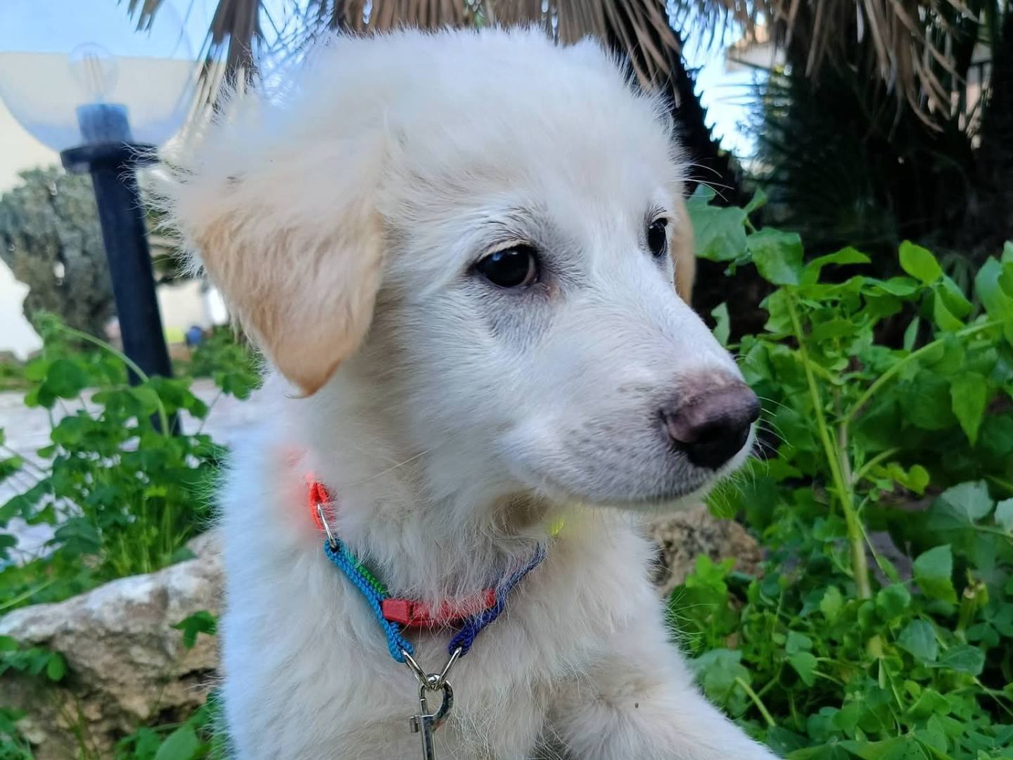 Adotta il cane ATHOS a Siracusa