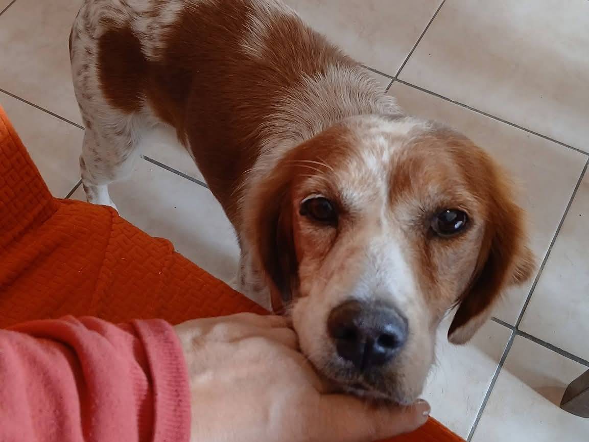 Adozione cane, femmina, Breton Razza sconosciuta, 5 anni, taglia media, Milano