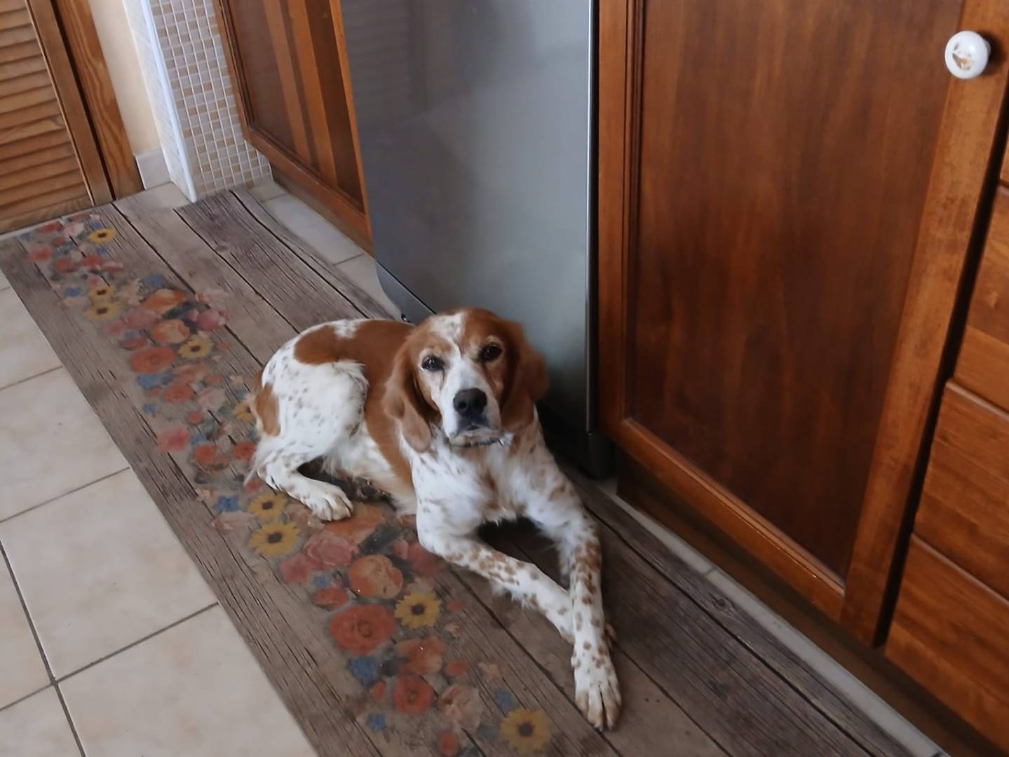 Adotta un cane, femmina, 5 anni, Milano