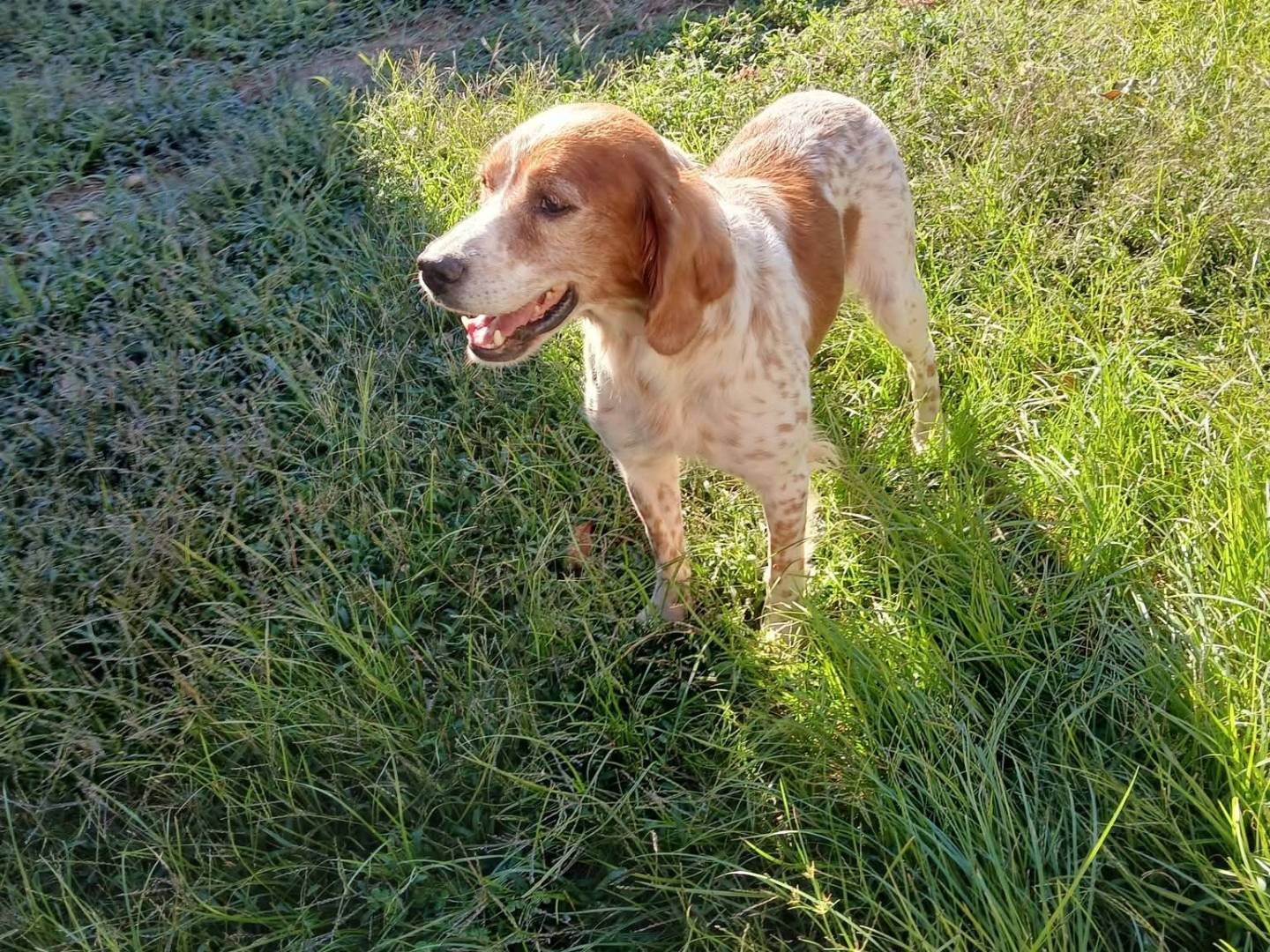 Vuoi adottare un cane a Milano?