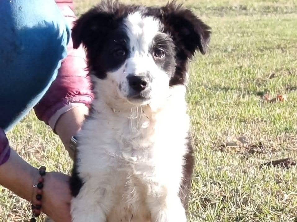 Adozione cane, maschio, Razza sconosciuta Razza sconosciuta, 3 mesi, taglia piccola, Milano