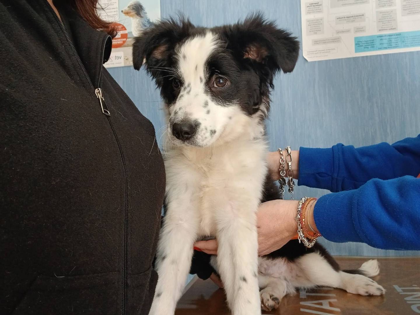 Adotta un cane, maschio, 3 mesi, Milano