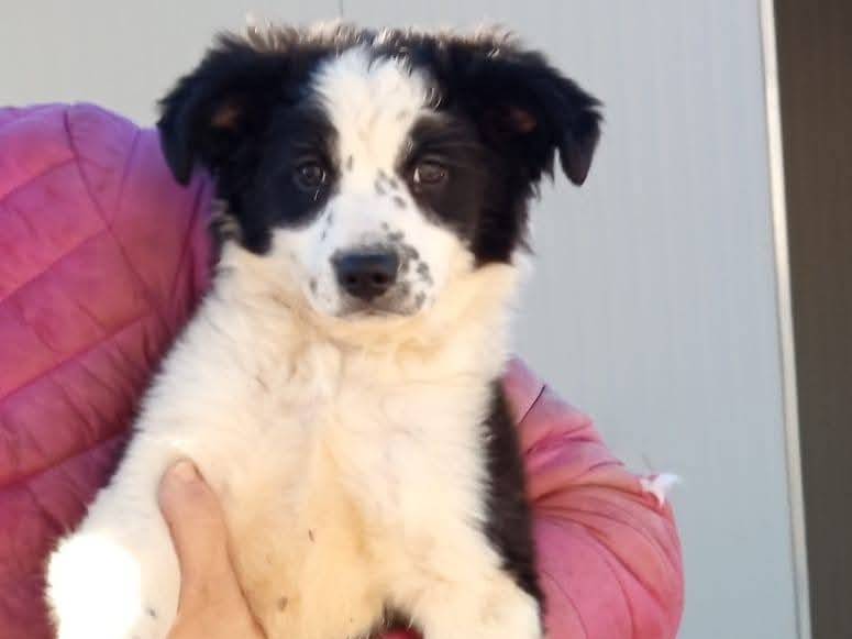 Adotta un cane, taglia piccola, maschio, Milano