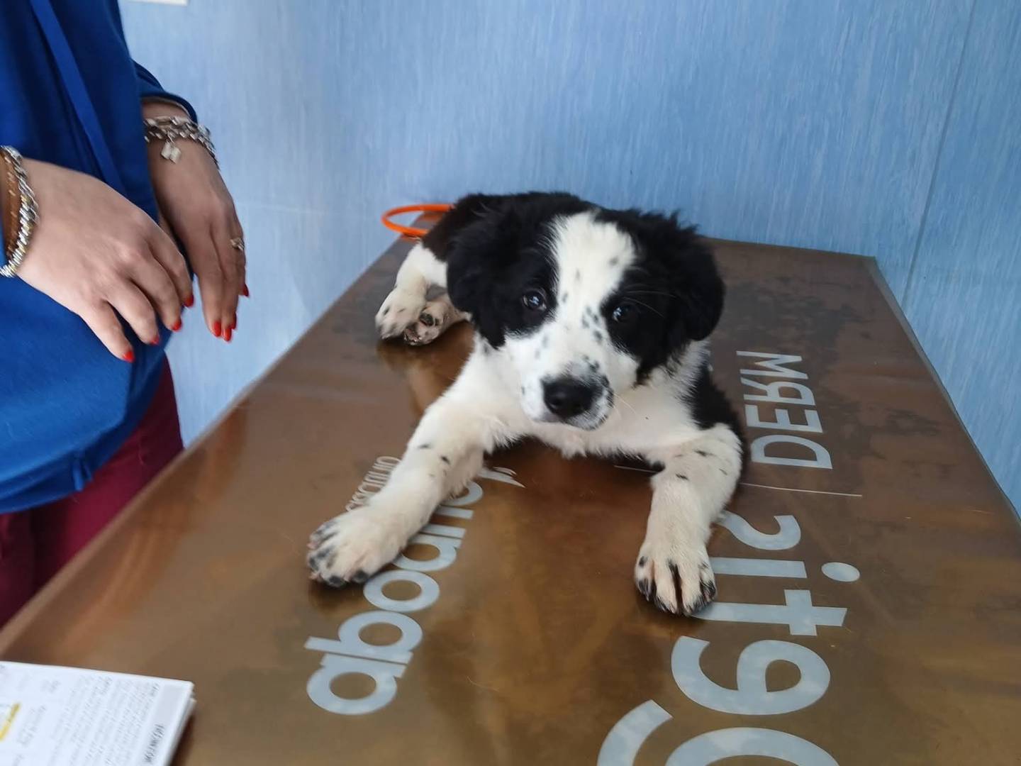 Vuoi adottare un cane a Milano?