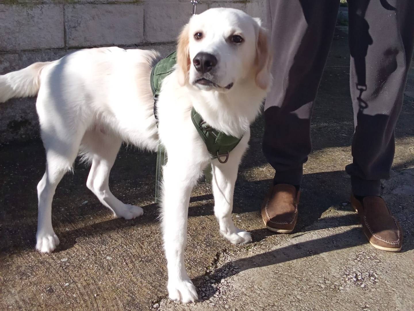 Adotta un cane, maschio, 7 mesi, Firenze