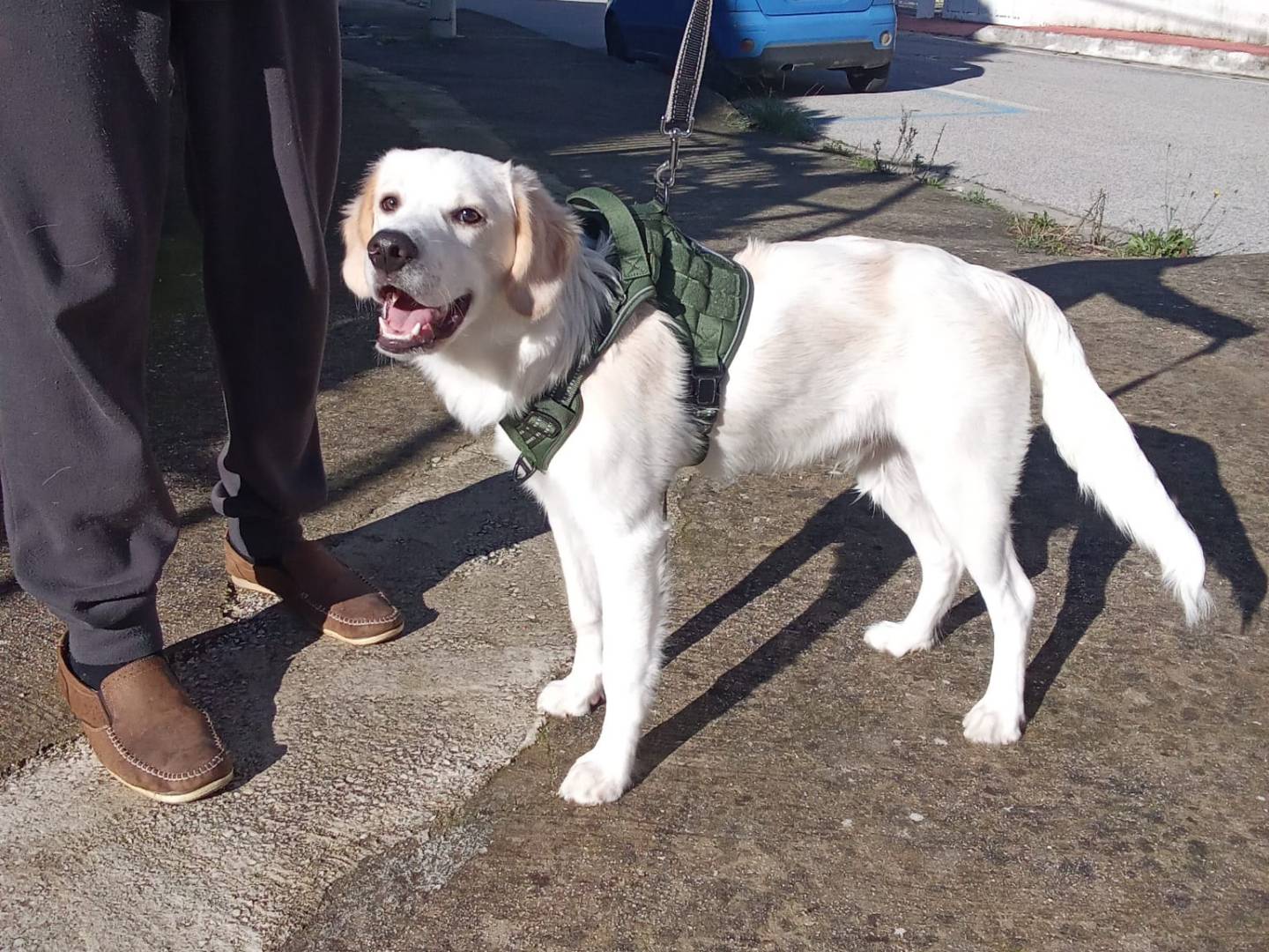 Vuoi adottare un cane a Firenze?