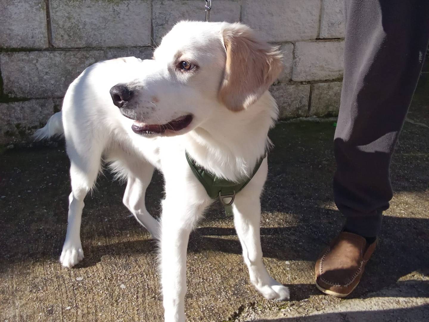 Adotta il cane MIRO a Firenze