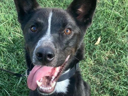 Adozione cane, maschio, Razza sconosciuta Razza sconosciuta, 4 anni, taglia media, Roma