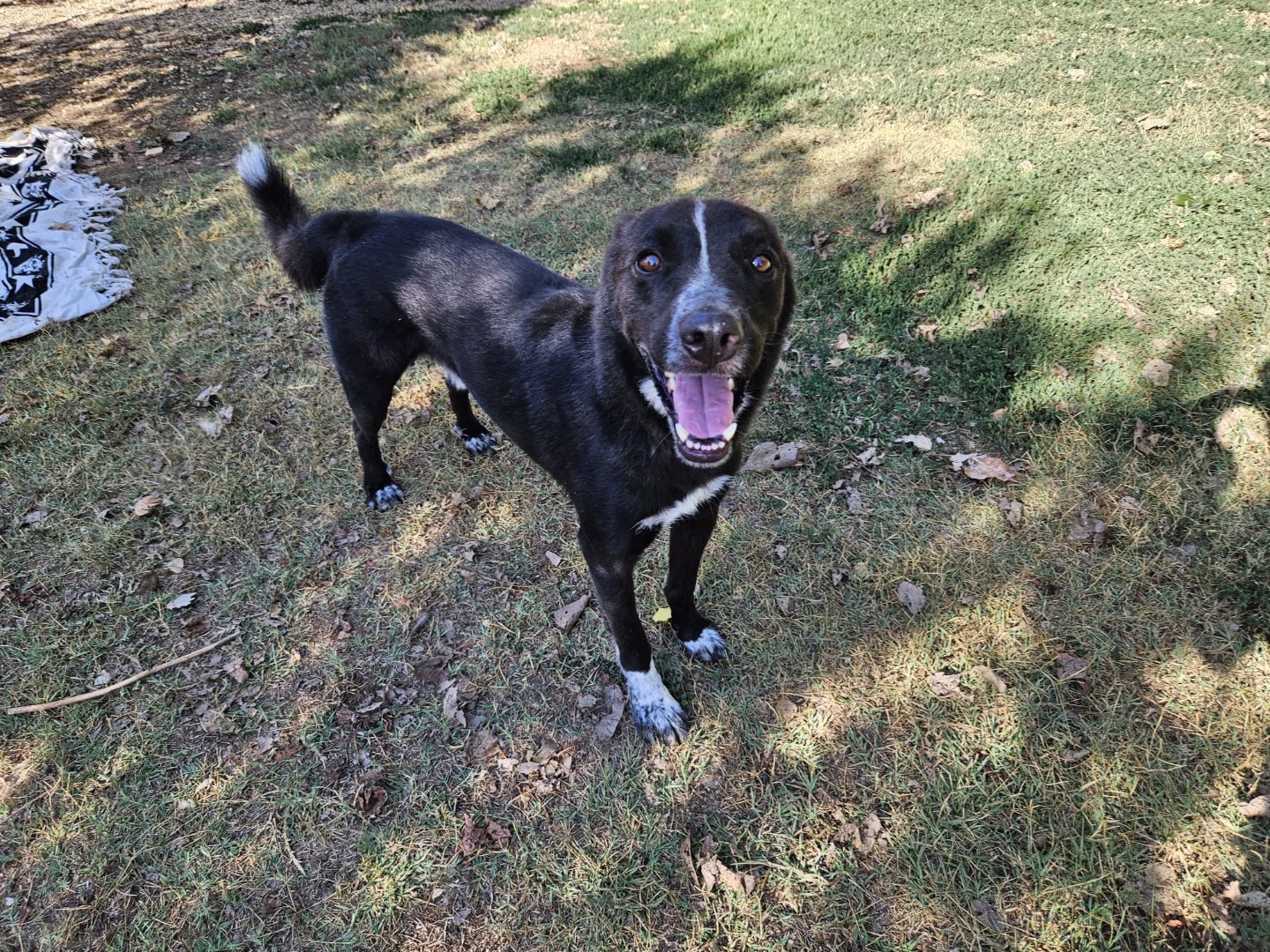 Adotta un cane, maschio, 4 anni, Roma