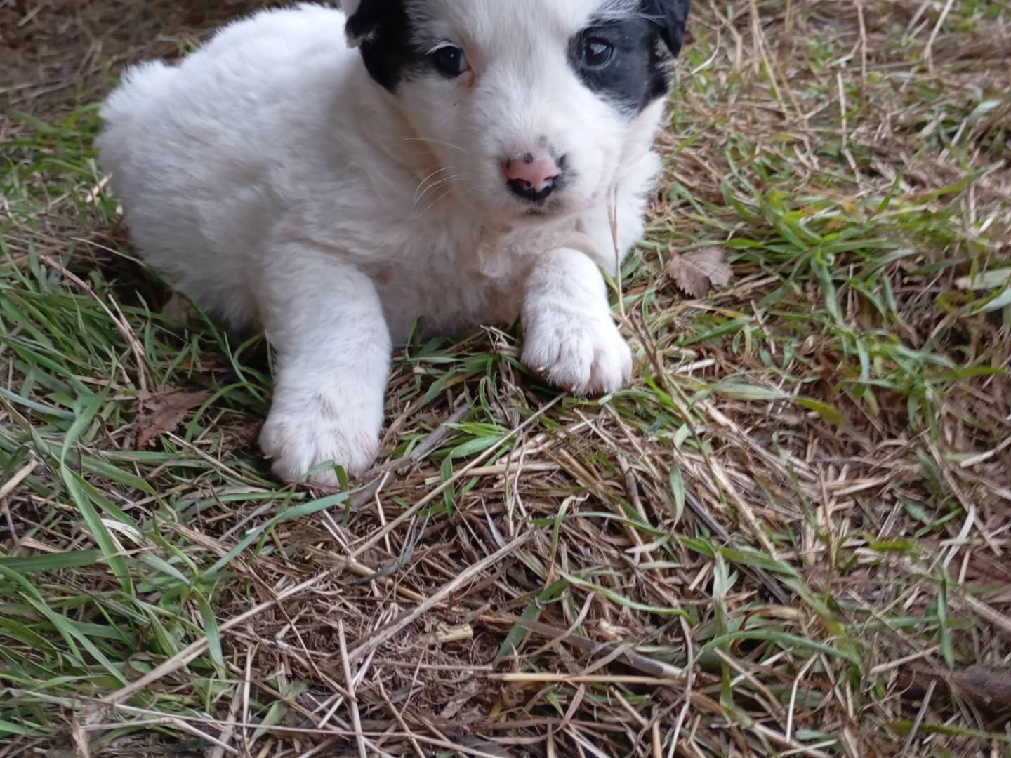 Adozione cane, femmina, Razza sconosciuta Razza sconosciuta, 1 mesi, taglia media contenuta, Avellino