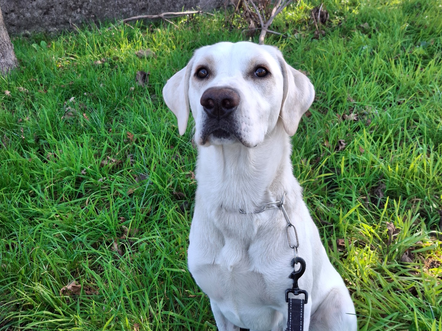 Adozione cane, maschio, Razza sconosciuta Razza sconosciuta, 1 anno e 2 mesi, taglia media, Torino