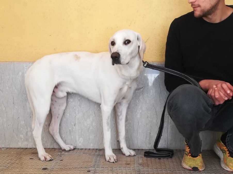 Adotta un cane, maschio, 1 anno e 2 mesi, Torino