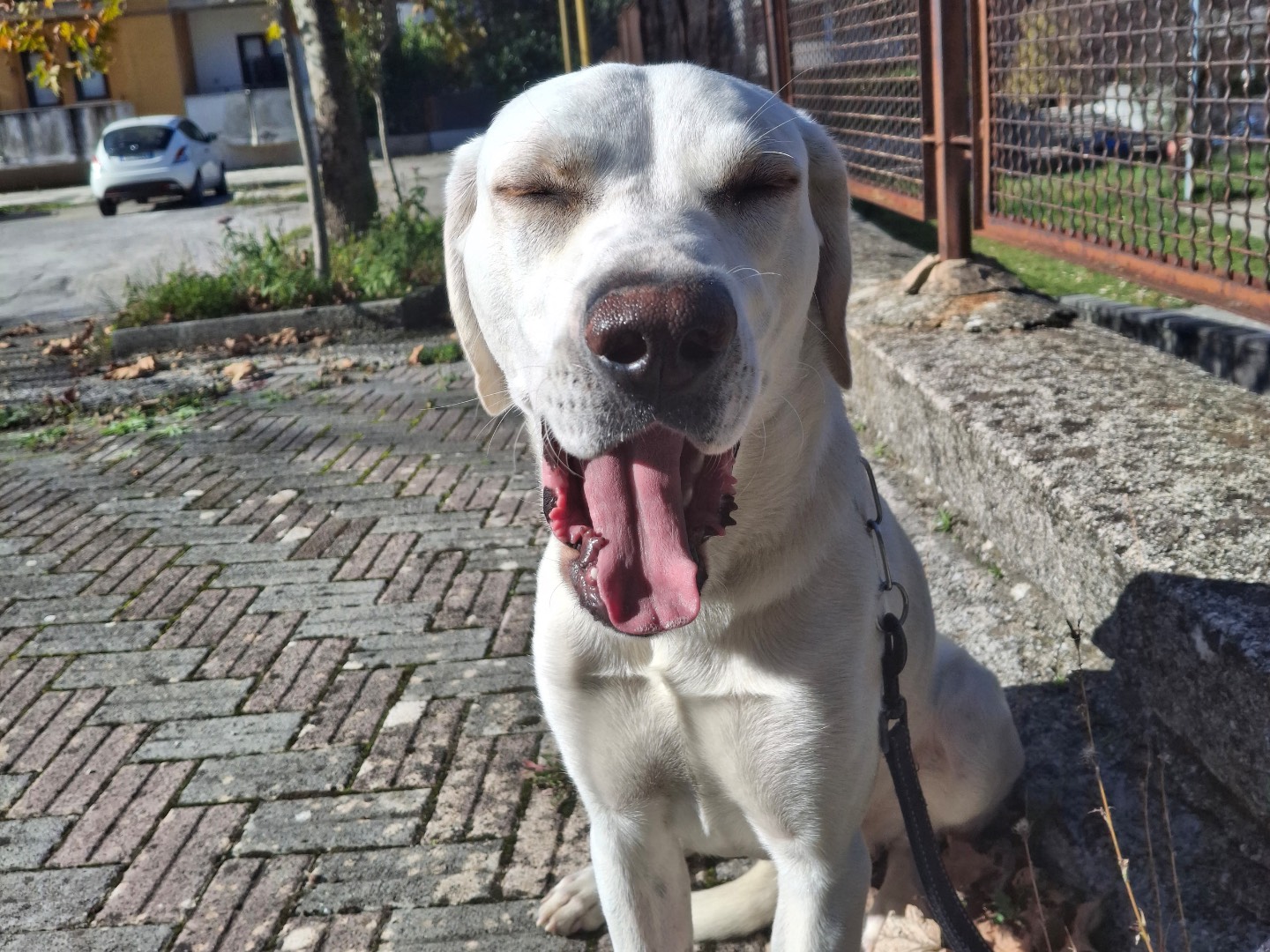 Adotta un cane, taglia media, maschio, Torino