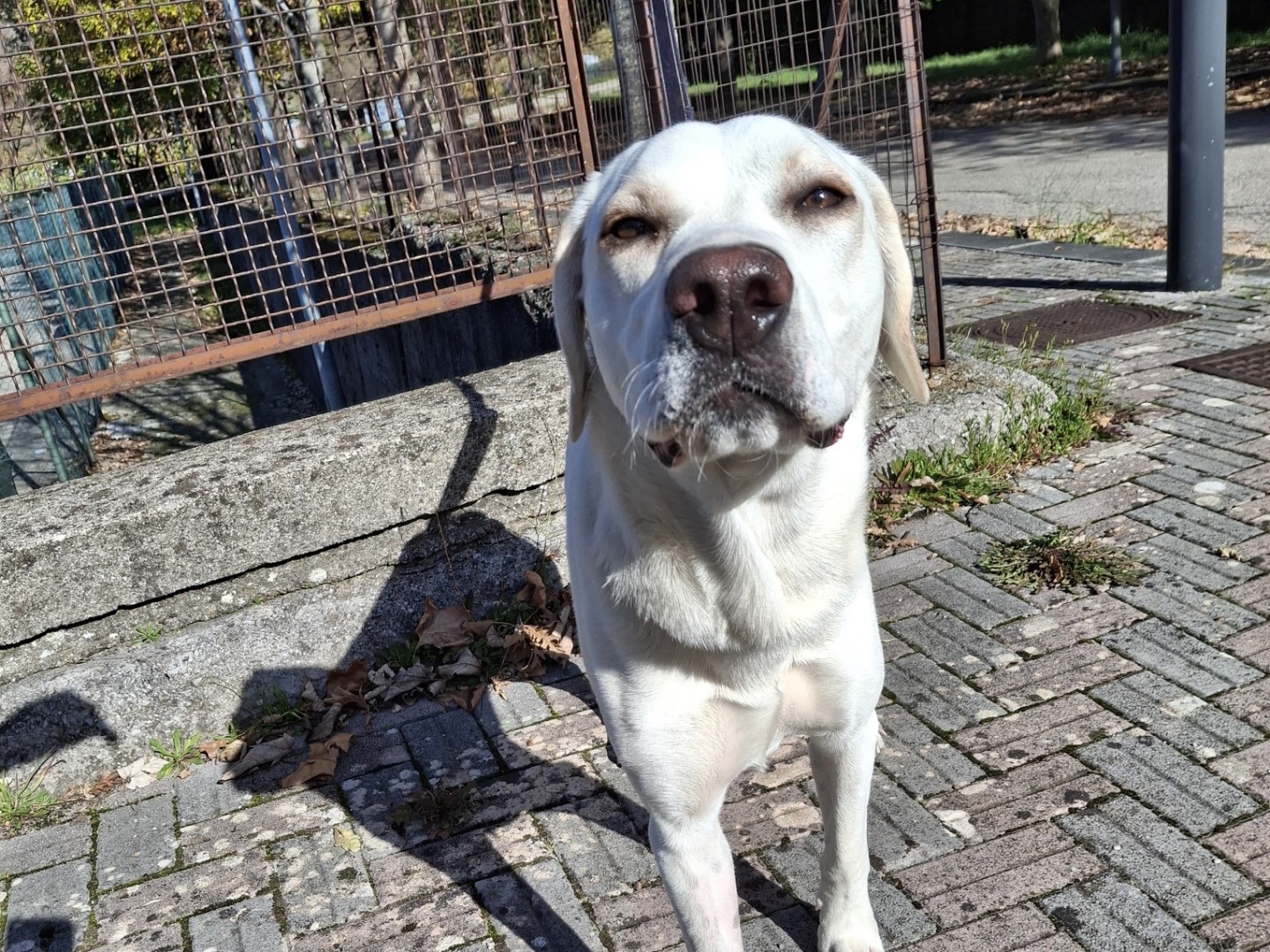 Vuoi adottare un cane a Torino?