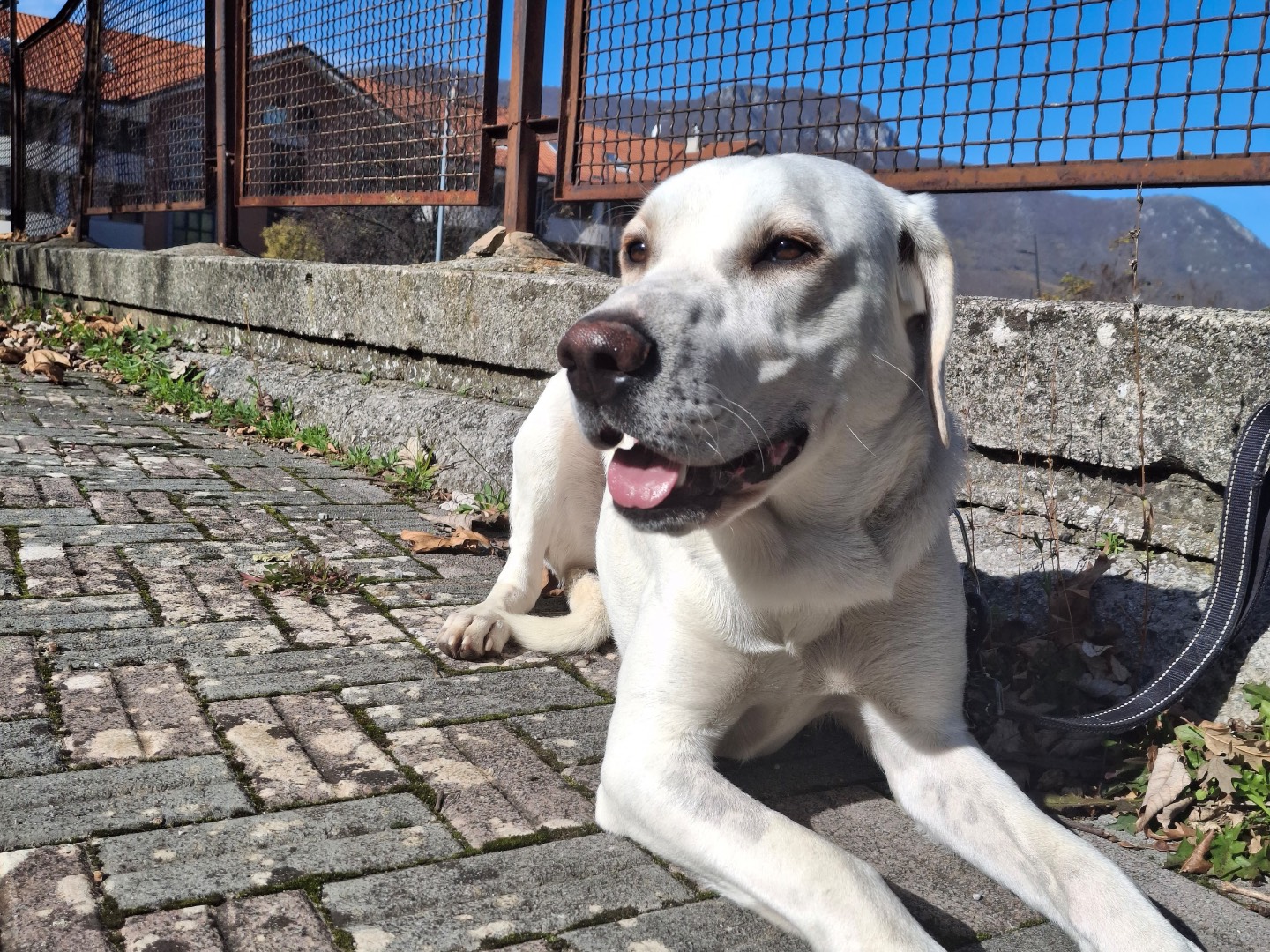 Adotta il cane Sirio a Torino