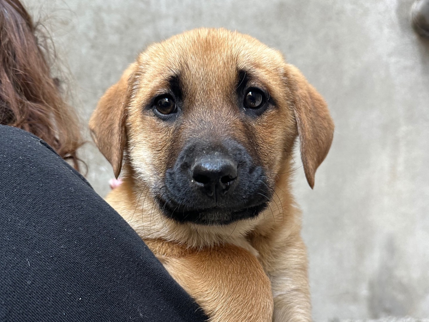 Adozione cane, femmina, Razza sconosciuta Razza sconosciuta, 3 mesi, taglia media, Salerno