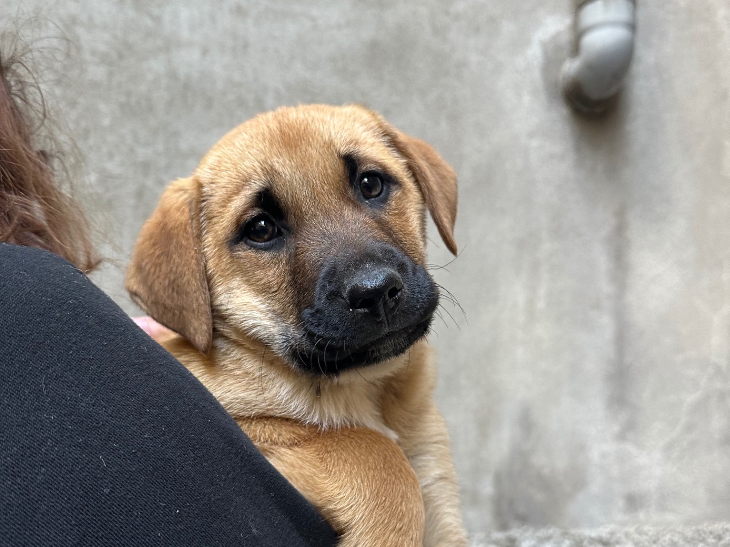 Adotta un cane, taglia media, femmina, Salerno