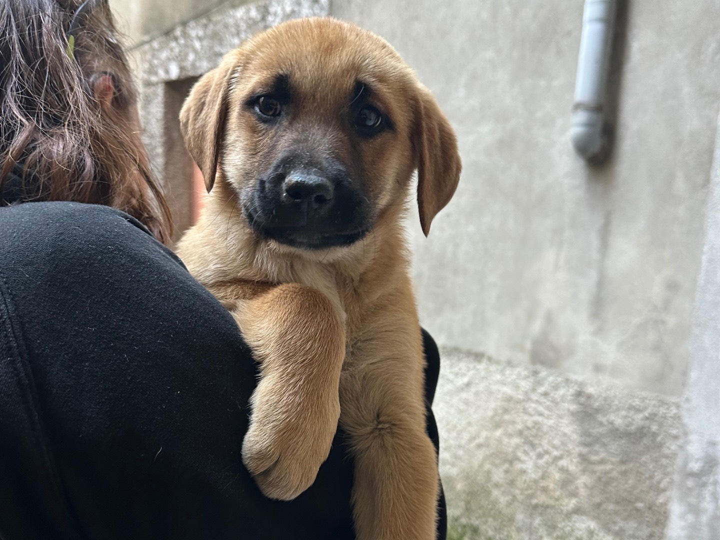 Vuoi adottare un cane a Salerno?