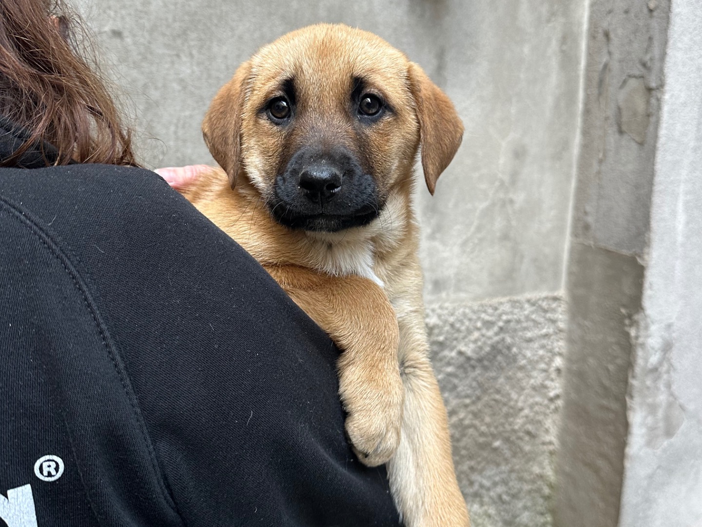 Adotta il cane Skipper a Salerno