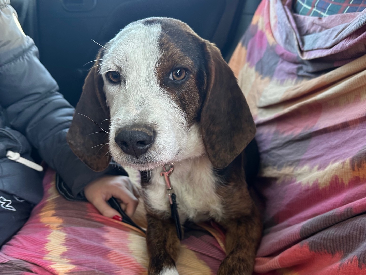 Adozione cane, maschio, Razza sconosciuta Razza sconosciuta, 9 mesi, taglia media, Salerno