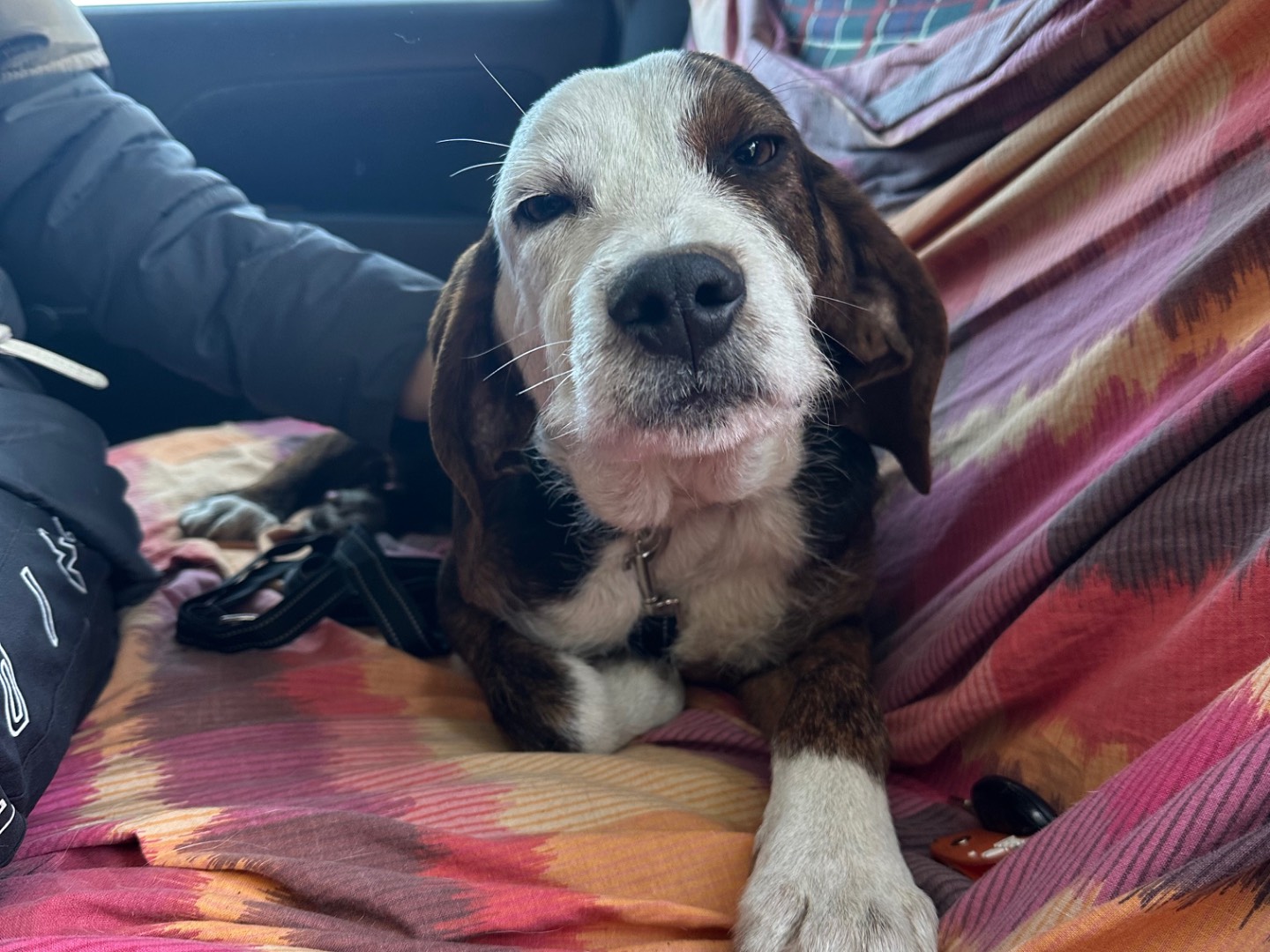 Adotta un cane, maschio, 9 mesi, Salerno