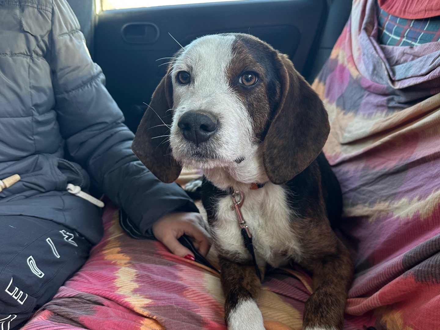 Adotta un cane, taglia media, maschio, Salerno