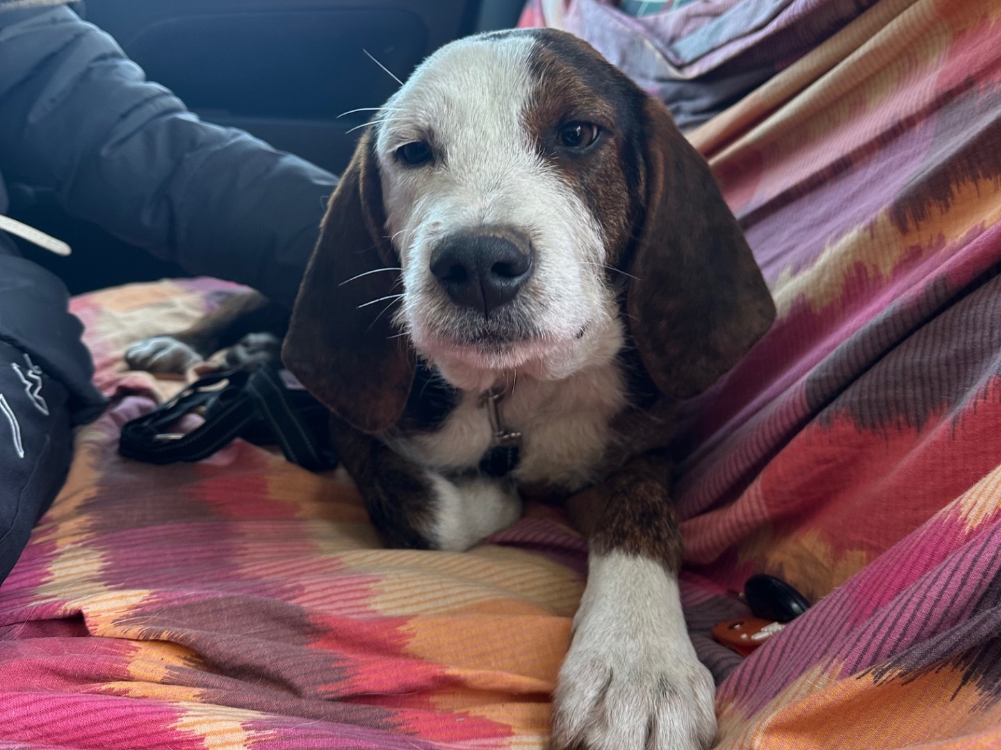 Adotta il cane Theo a Salerno