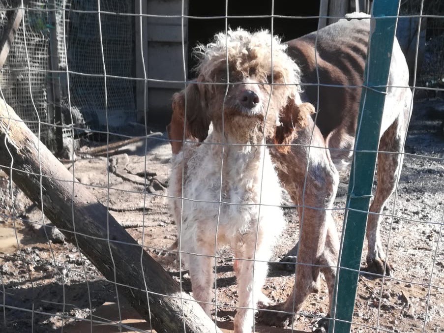 Adotta un cane, femmina, 2 anni, Salerno