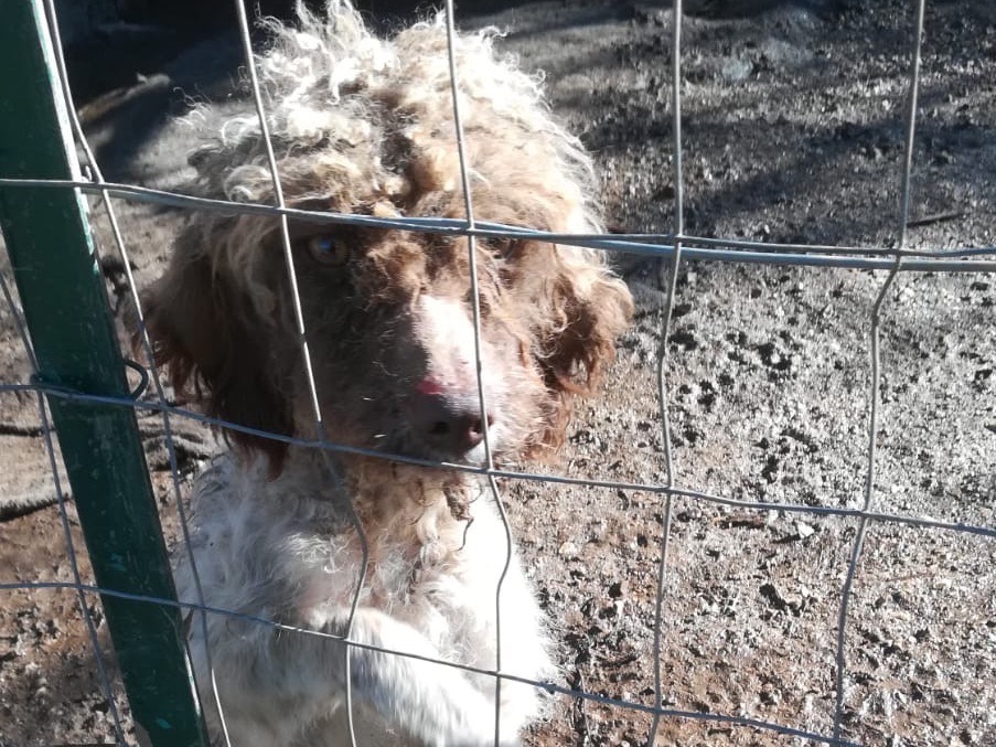 Adotta un cane, taglia media contenuta, femmina, Salerno