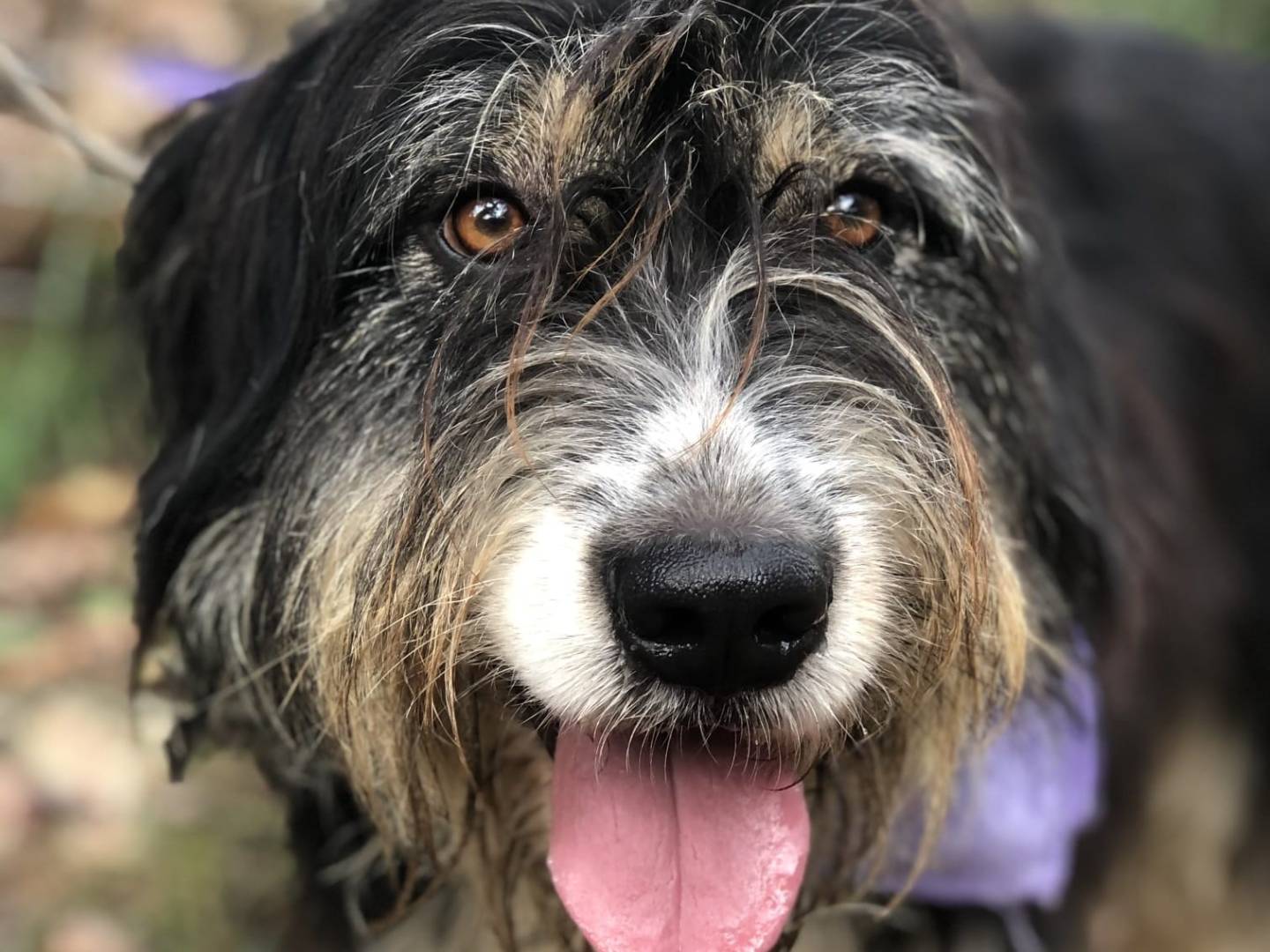 Adozione cane, femmina, Razza sconosciuta Razza sconosciuta, 4 anni e 10 mesi, taglia grande, Latina