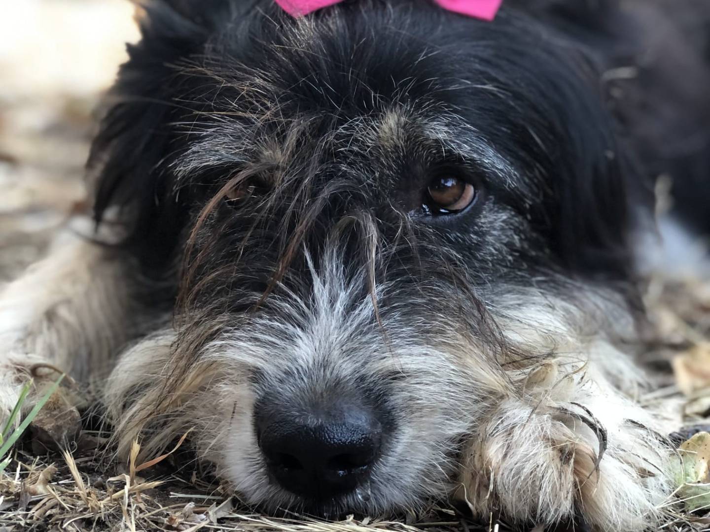 Adotta un cane, taglia grande, femmina, Latina