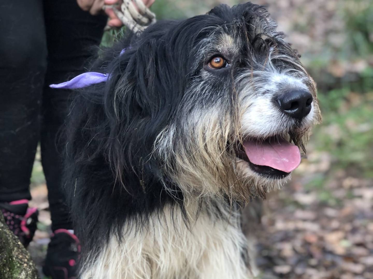 Adotta il cane Nana a Latina